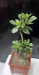 Adenium